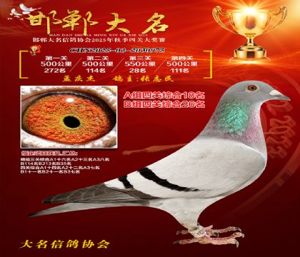 四關(guān)鴿王A組18名