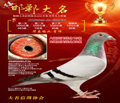 四關(guān)鴿王A組19名