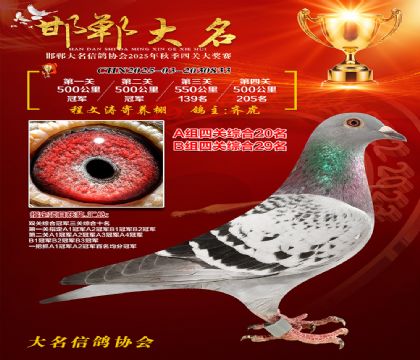 四關(guān)鴿王A組20名