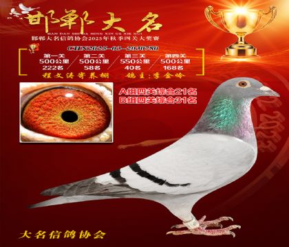 四關(guān)鴿王A組21名