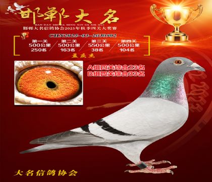 四關(guān)鴿王A組23名