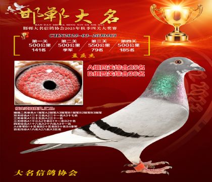 四關(guān)鴿王A組25名