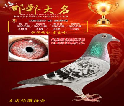 四關(guān)鴿王A組26名