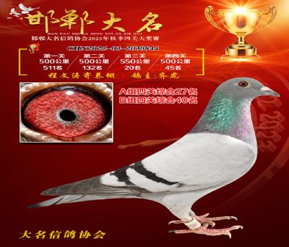 四關(guān)鴿王A組27名