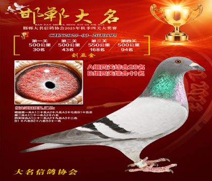 四關(guān)鴿王A組28名