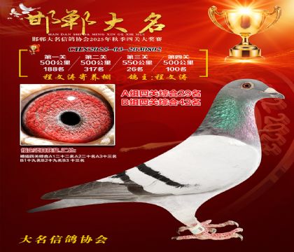 四關(guān)鴿王A組29名