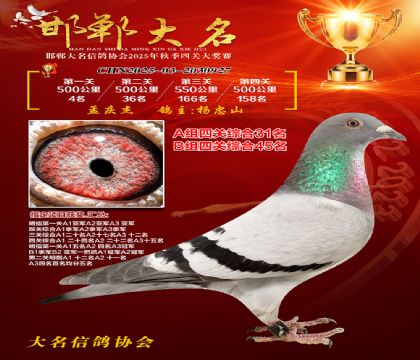 四關(guān)鴿王A組31名