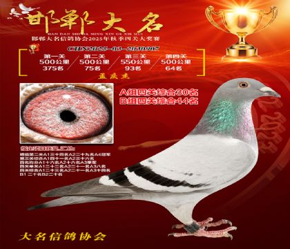 四關(guān)鴿王A組30名