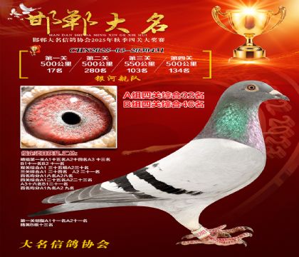 四關(guān)鴿王A組32名