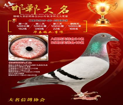 四關(guān)鴿王A組34名