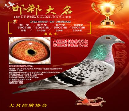 四關(guān)鴿王A組35名