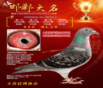 四關(guān)鴿王A組36名