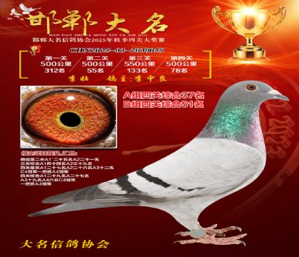 四關(guān)鴿王A組37名