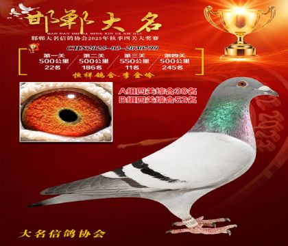 四關(guān)鴿王A組38名