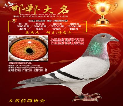四關(guān)鴿王A組40名
