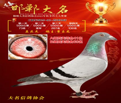 四關(guān)鴿王A組41名