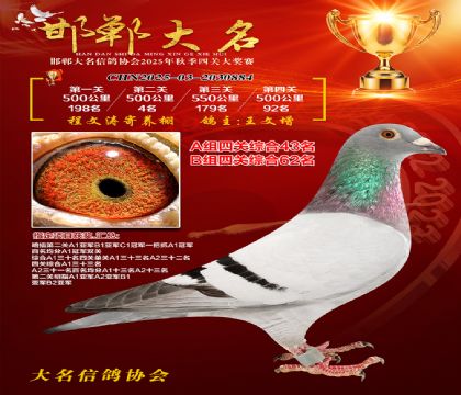 四關(guān)鴿王A組43名