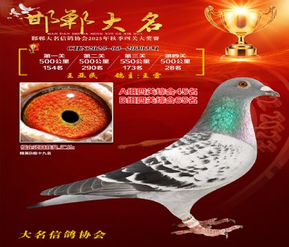 四關(guān)鴿王A組45名