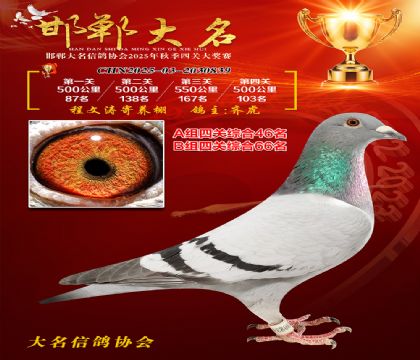 四關(guān)鴿王A組46名