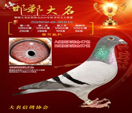 四關(guān)鴿王A組47名