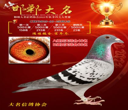 四關(guān)鴿王A組48名