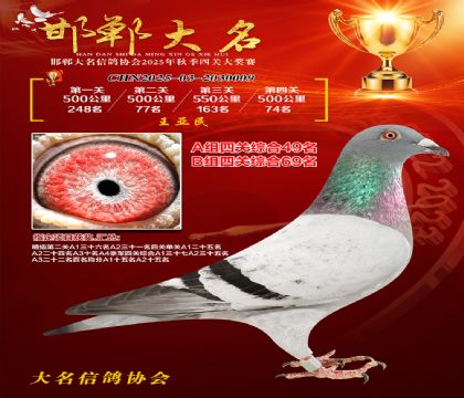 四關(guān)鴿王A組49名