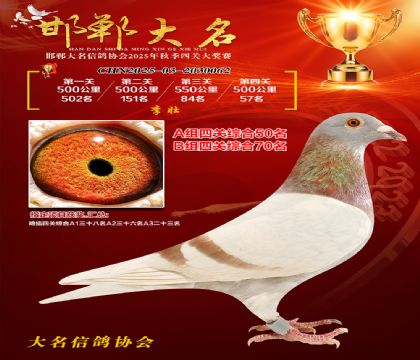 四關(guān)鴿王A組50名