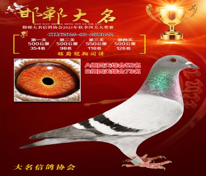 四關(guān)鴿王A組52名