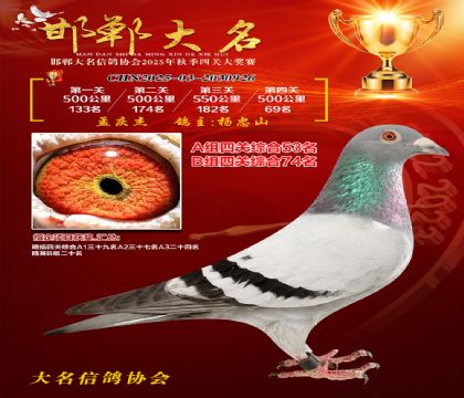 四關(guān)鴿王A組53名