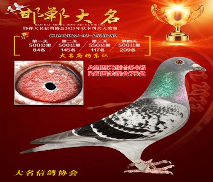 四關(guān)鴿王A組54名