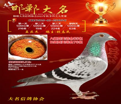 四關(guān)鴿王A組55名