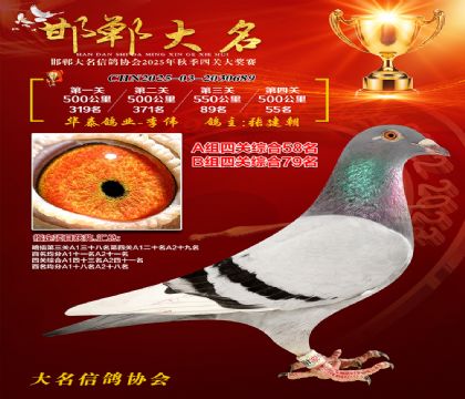 四關(guān)鴿王A組58名