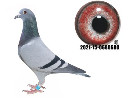 Ͳرȭh(hun)P(gun)C15P(gun)C54w