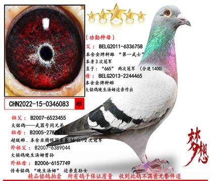 (重點推薦)桑杰士(第一武士)功勛種母