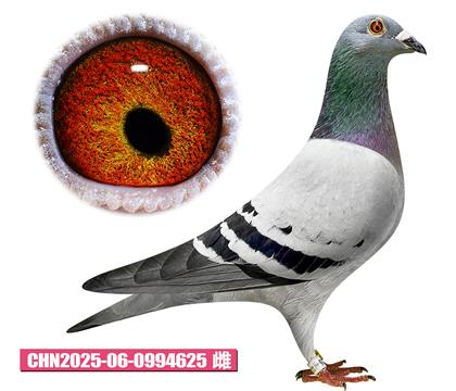 范登布克-奧林匹克小姐625