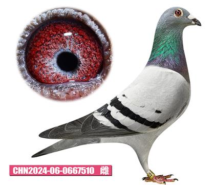 凡戴克-普里奧公主510