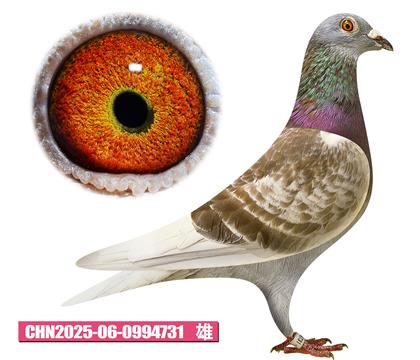 范登布克-好紅號(hào)731