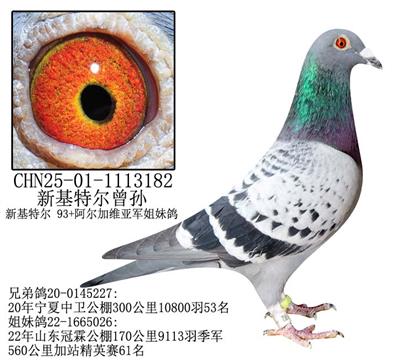 新基特尔曾孙-1