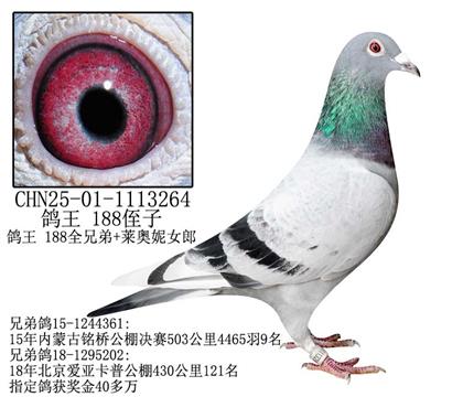 鸽王 188侄子-2