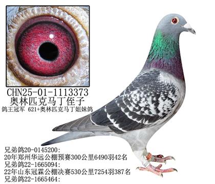 利奥奥林匹克马丁侄子-4