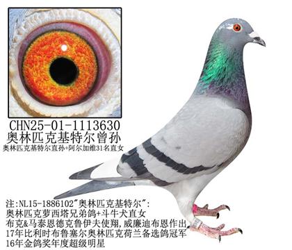 奥林匹克基特尔曾孙-5