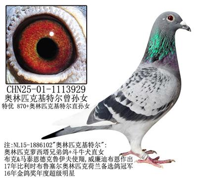 奥林匹克基特尔曾孙女-6