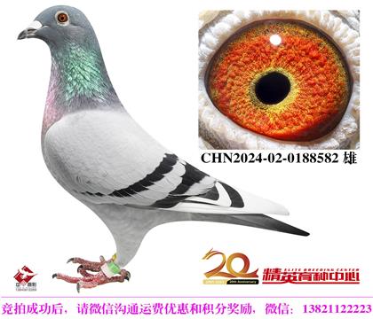 英格斯世界銘鴿“178”直孫