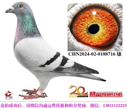 奶酪世界銘鴿”098“近親直孫