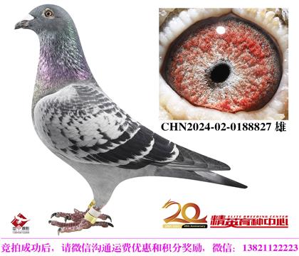 最佳基特爾家族全國(guó)鴿王直子