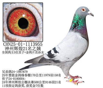 神州辉煌21名之姨-8