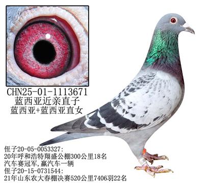 蓝西亚近亲直子-9