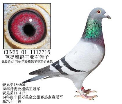 芭提雅鸽王亚军侄子-12