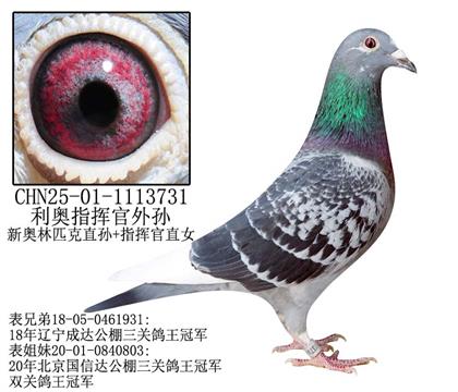 利奥指挥官外孙-13