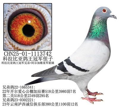 开尔爱心公棚加站赛7名兄弟鸽-14